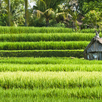 reisfelder ubud
