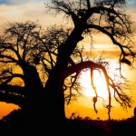 suedafrika giraffe
