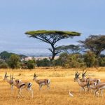 Natur mit Tieren Afrika
