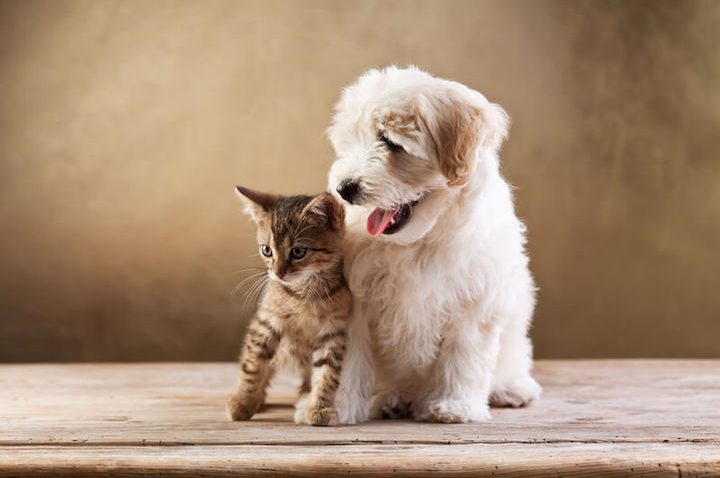 Öle für Haustiere – Welches Öl eignet sich für Hunde und Katzen am besten?