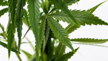 Die Kraft der Cannabispflanze – zwischen Rauschdroge und Naturheilmittel