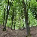 Frühlingsgrüner Buchenwald mit lichtem Laubdach und Laubboden