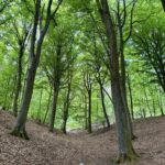Frühlingsgrüner Buchenwald mit lichtem Laubdach und Laubboden
