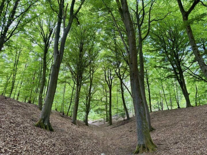 Frühlingsgrüner Buchenwald mit lichtem Laubdach und Laubboden