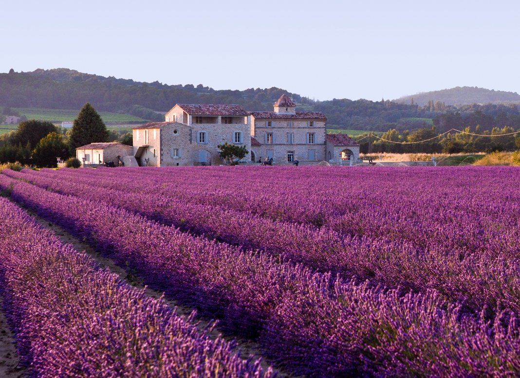 Lila Lavendelfeld vor einem steinernen Landhaus in der Provence unter hellem Himmel