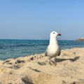 Möwe am Sandstrand Mallorcas vor türkisem Mittelmeer und Felsküste
