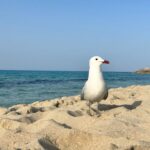 Möwe am Sandstrand Mallorcas vor türkisem Mittelmeer und Felsküste