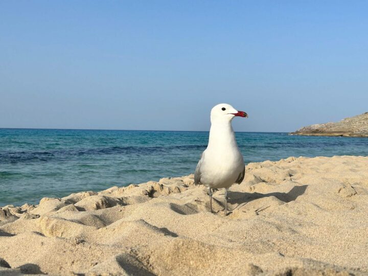Möwe am Sandstrand Mallorcas vor türkisem Mittelmeer und Felsküste