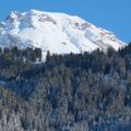 Schneebedeckter Berggipfel über dichtem Nadelwald in den Schweizer Alpen